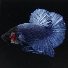 画像8: HMPK　ソリッドブルー (8)