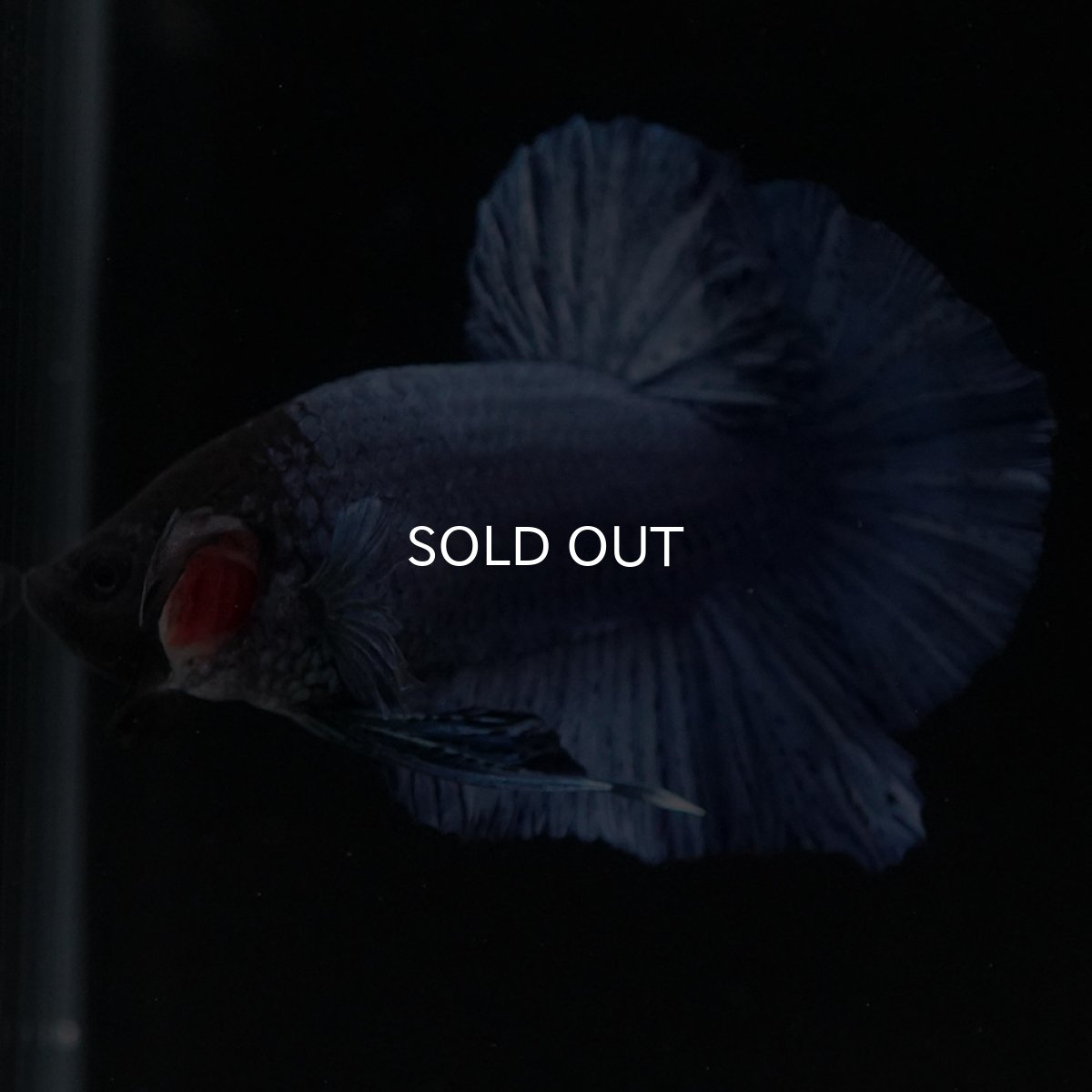 画像2: HMPK ソリッドブルー (2)