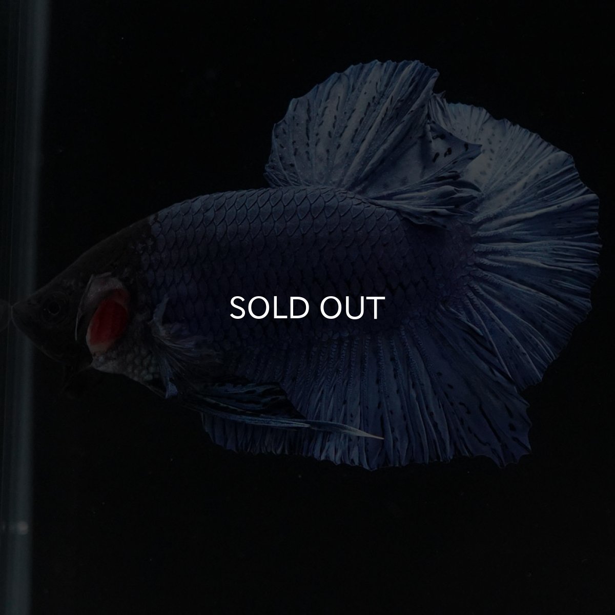 画像6: HMPK ソリッドブルー (6)