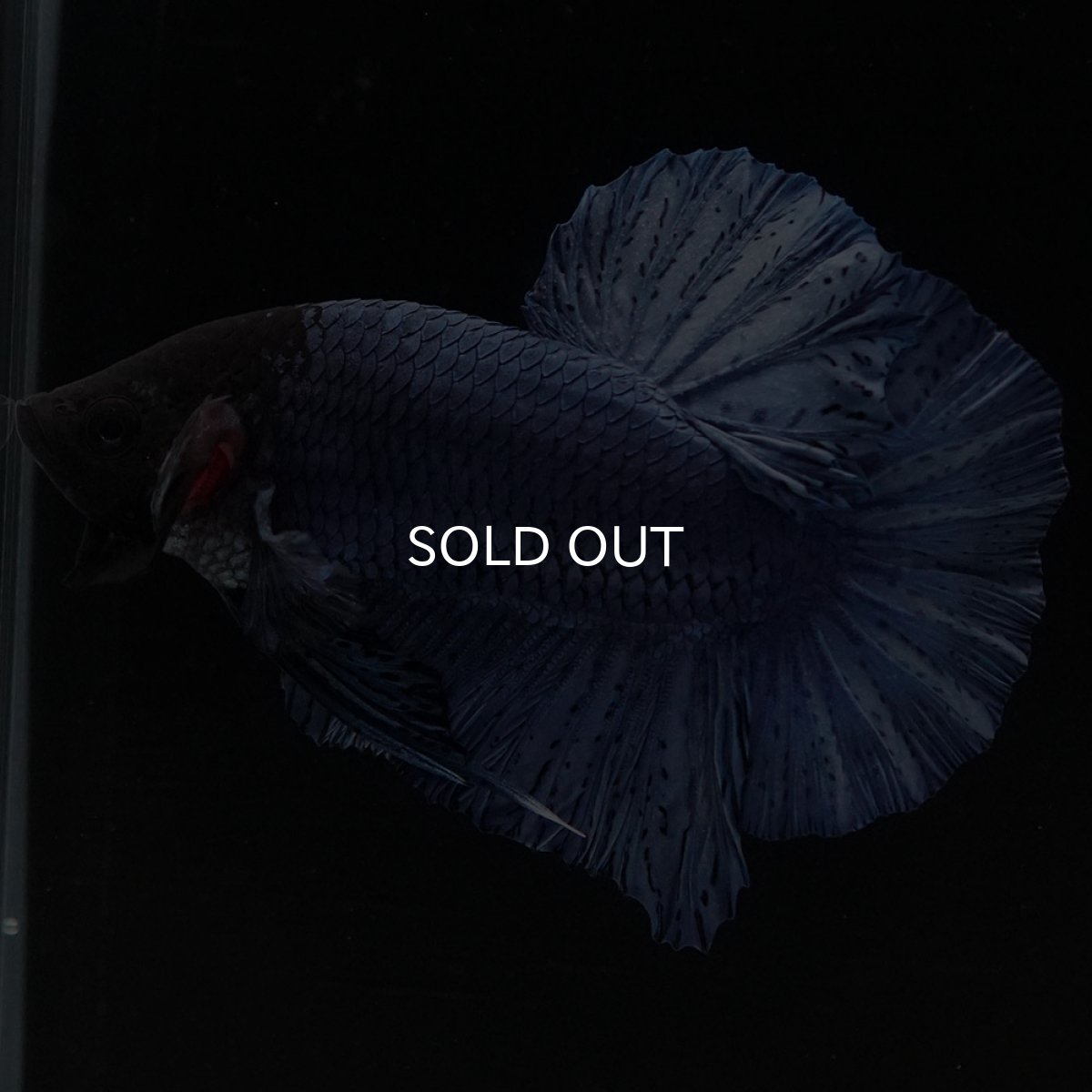 画像3: HMPK ソリッドブルー (3)