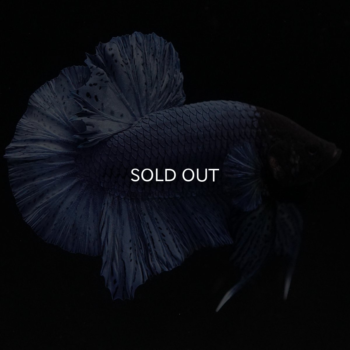 画像4: HMPK ソリッドブルー (4)