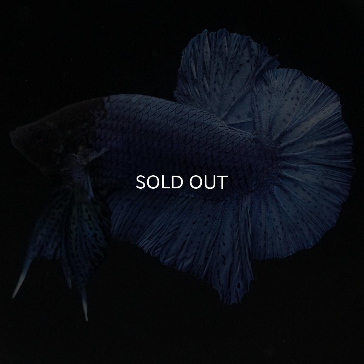 画像5: HMPK ソリッドブルー (5)