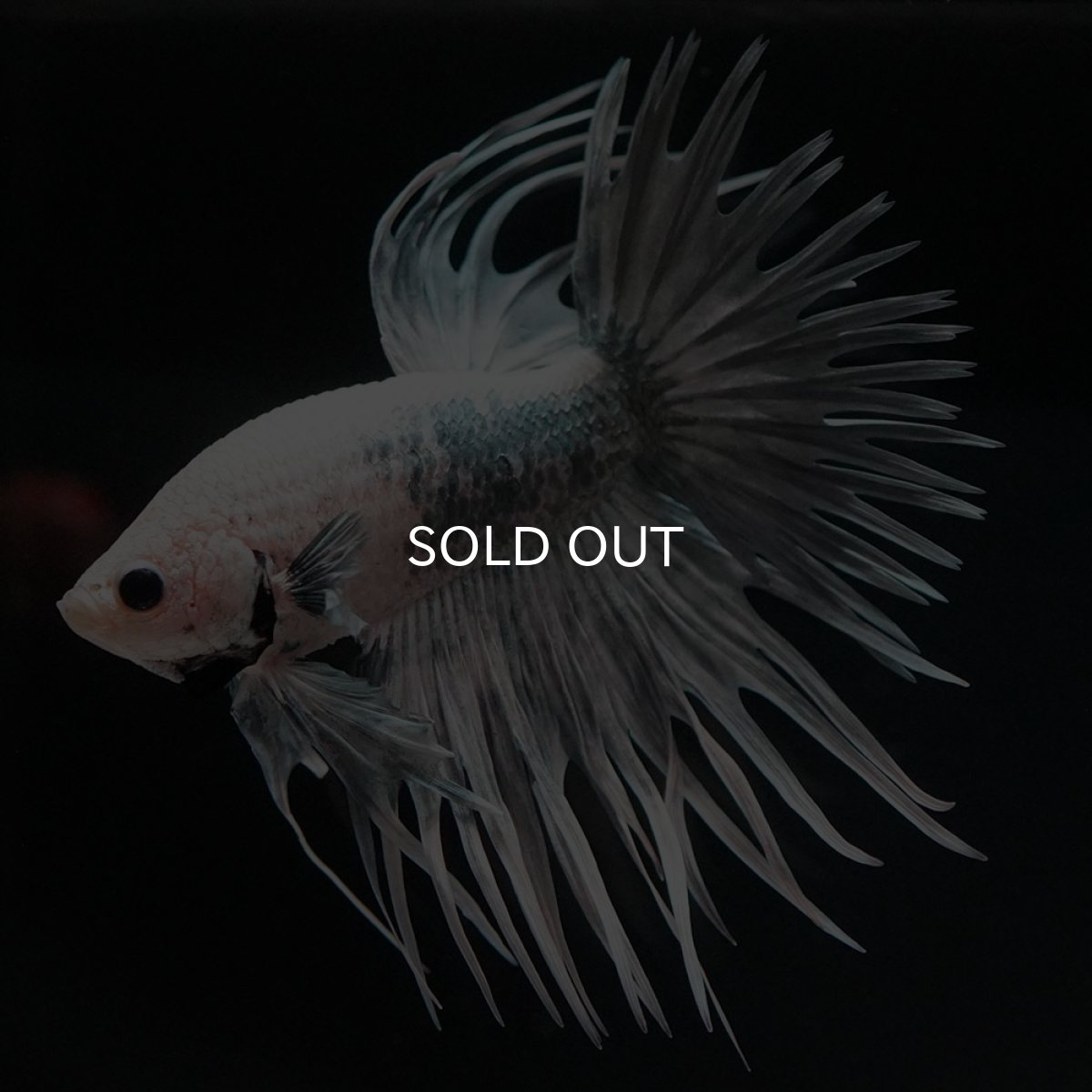 画像4: CT ホワイトカッパー (4)