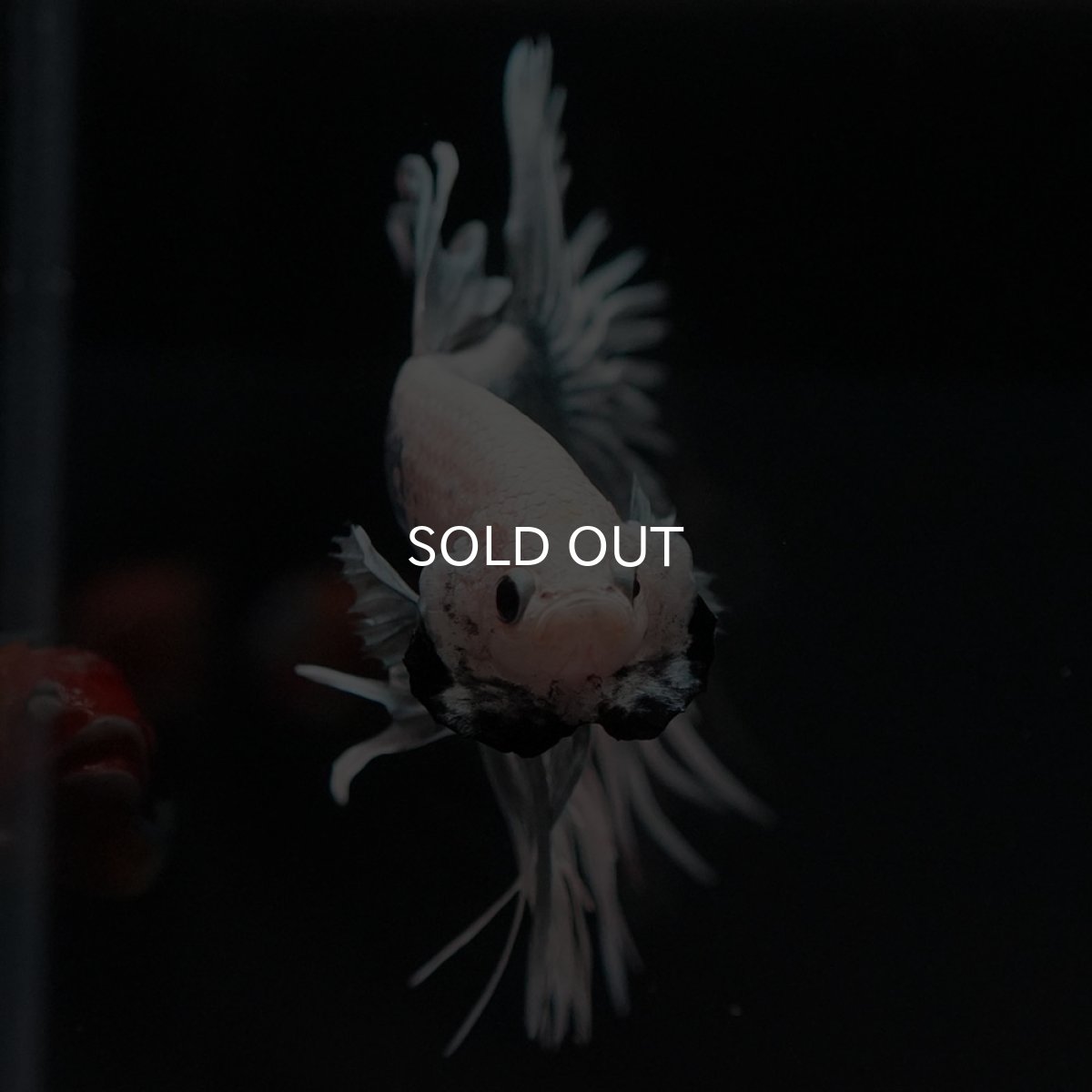 画像3: CT ホワイトカッパー (3)