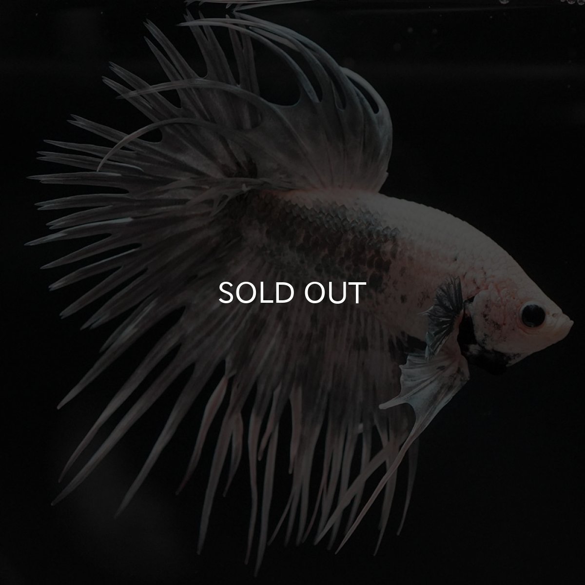 画像5: CT ホワイトカッパー (5)