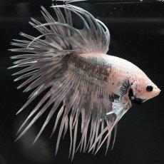 画像5: CT　ホワイトカッパー (5)