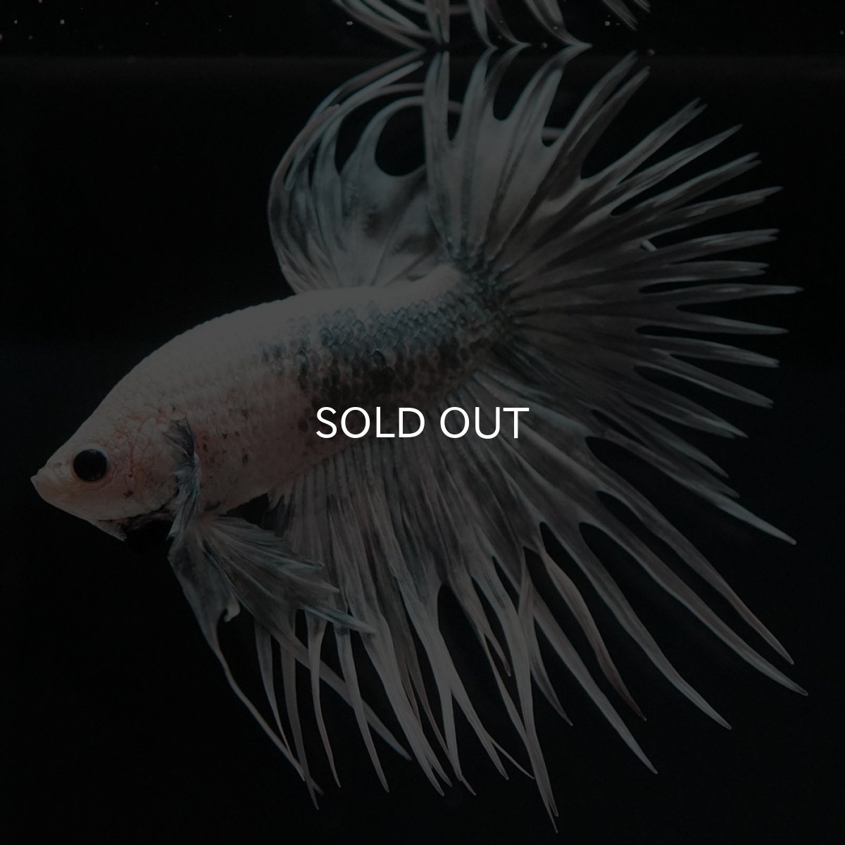 画像6: CT ホワイトカッパー (6)