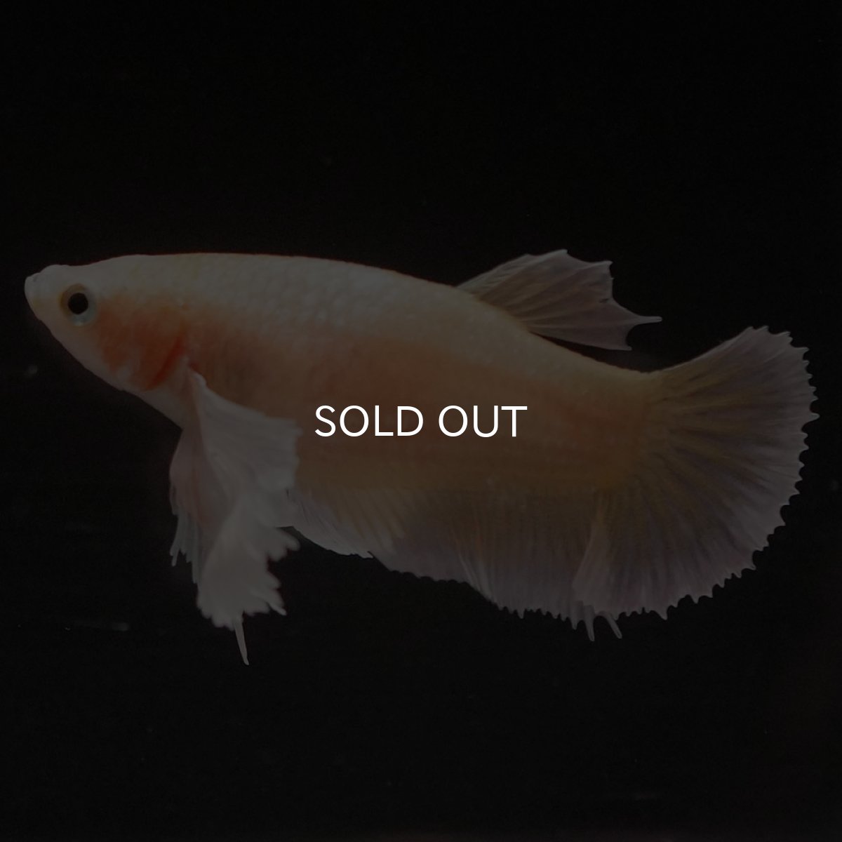 画像3: HMPKダンボ　イエローゴールド　メス (3)