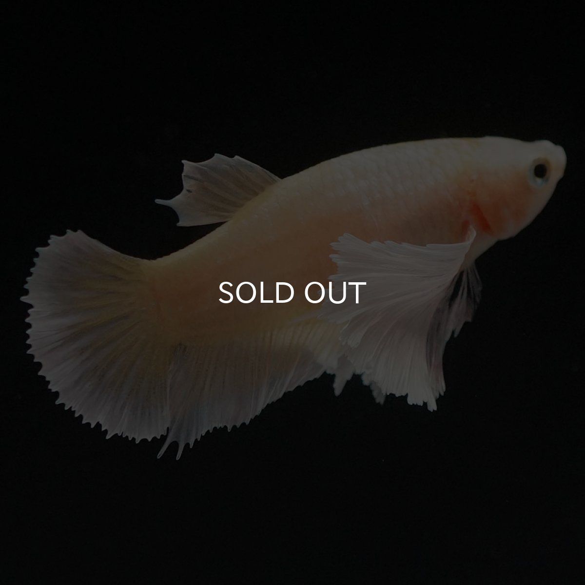 画像2: HMPKダンボ　イエローゴールド　メス (2)