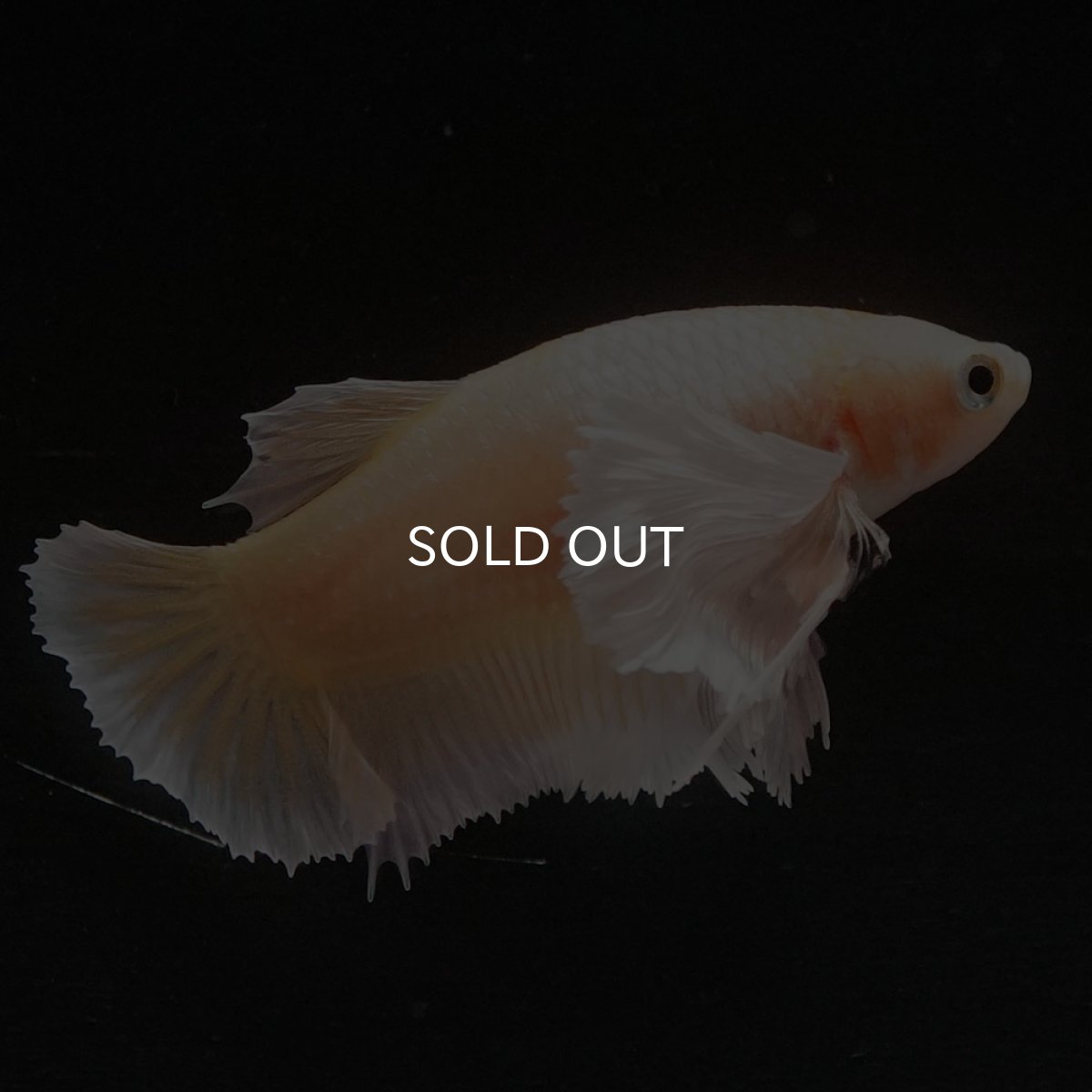 画像5: HMPKダンボ　イエローゴールド　メス (5)