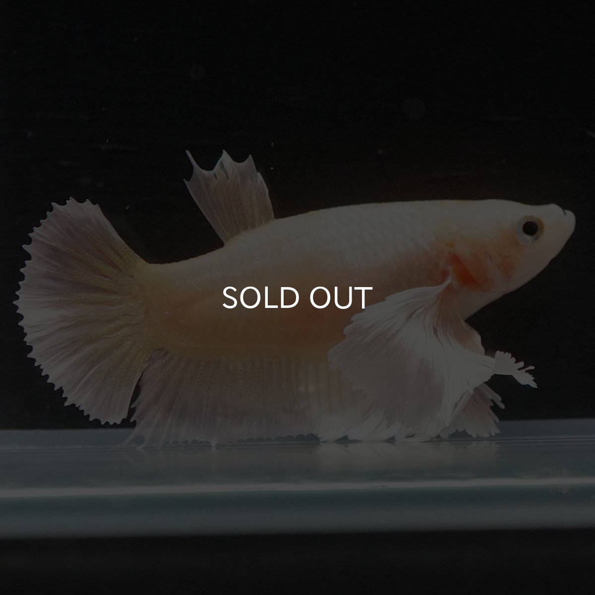 画像4: HMPKダンボ　イエローゴールド　メス (4)