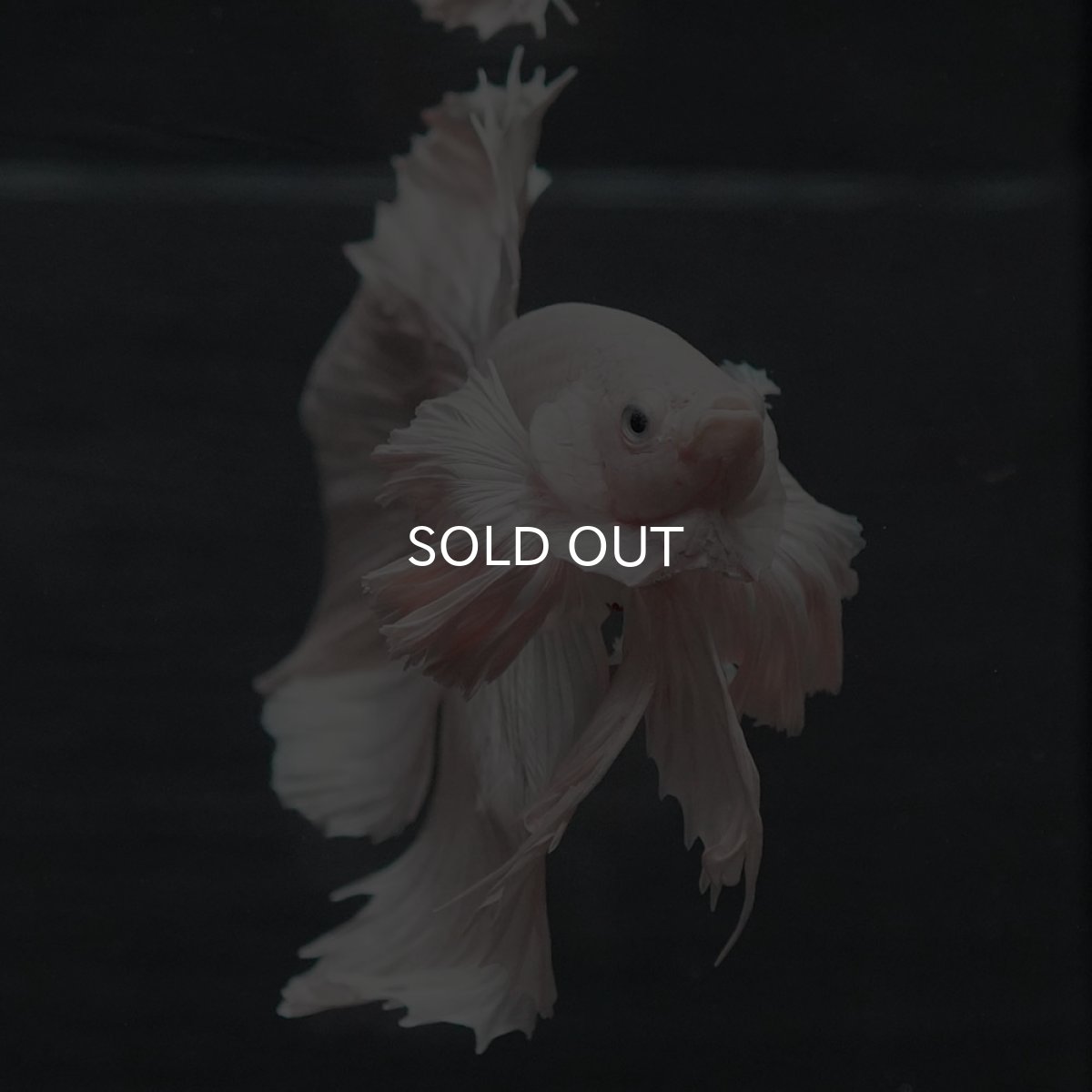 画像3: GHMダンボ　ホワイト (3)