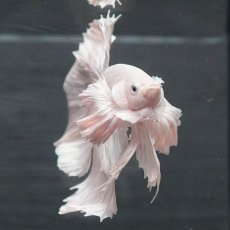 画像3: GHMダンボ　ホワイト (3)