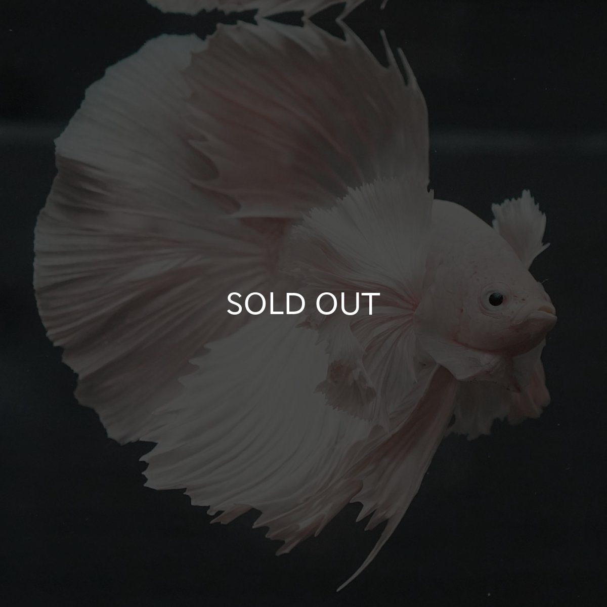 画像4: GHMダンボ　ホワイト (4)