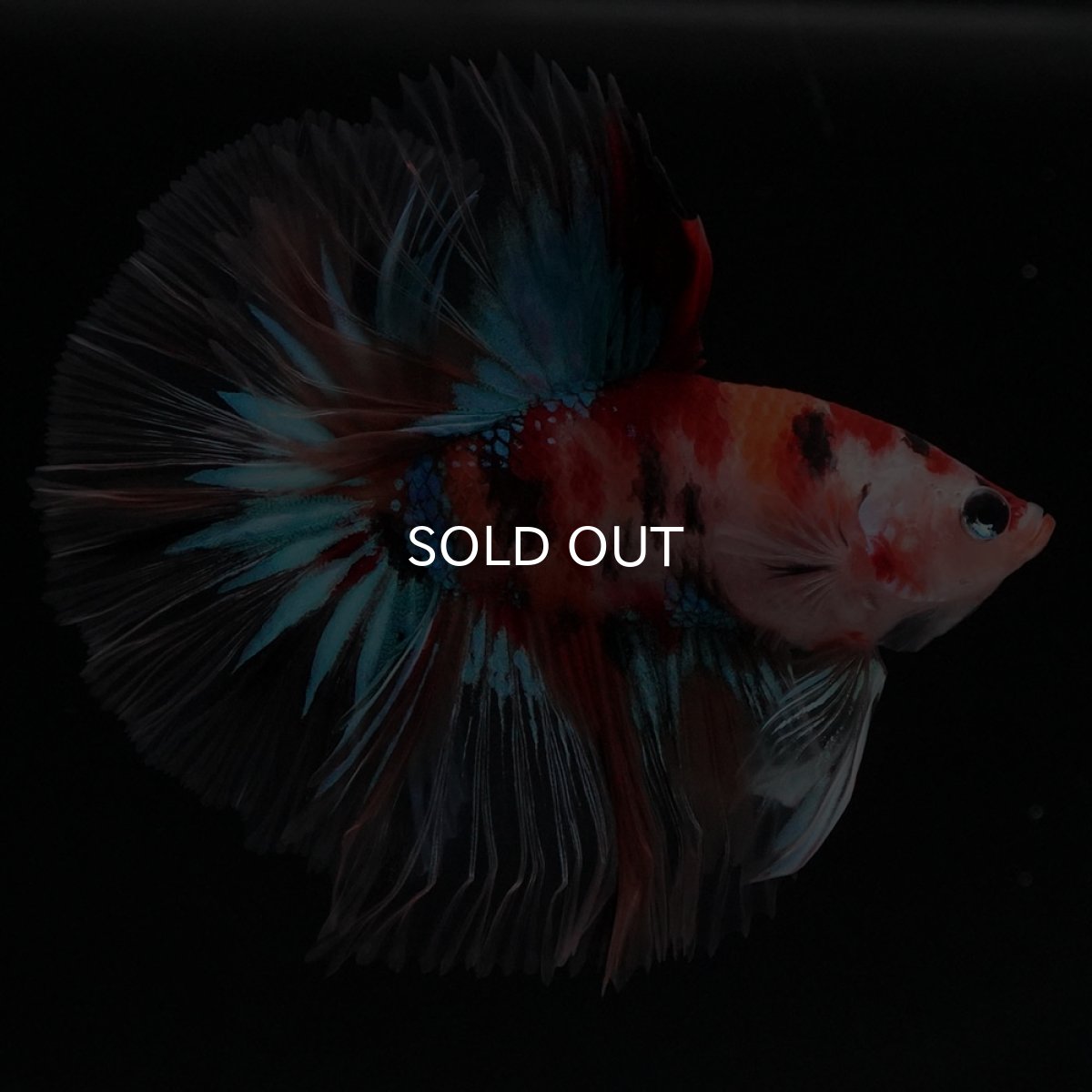 画像2: HM キャンディ セミショートボディ (2)