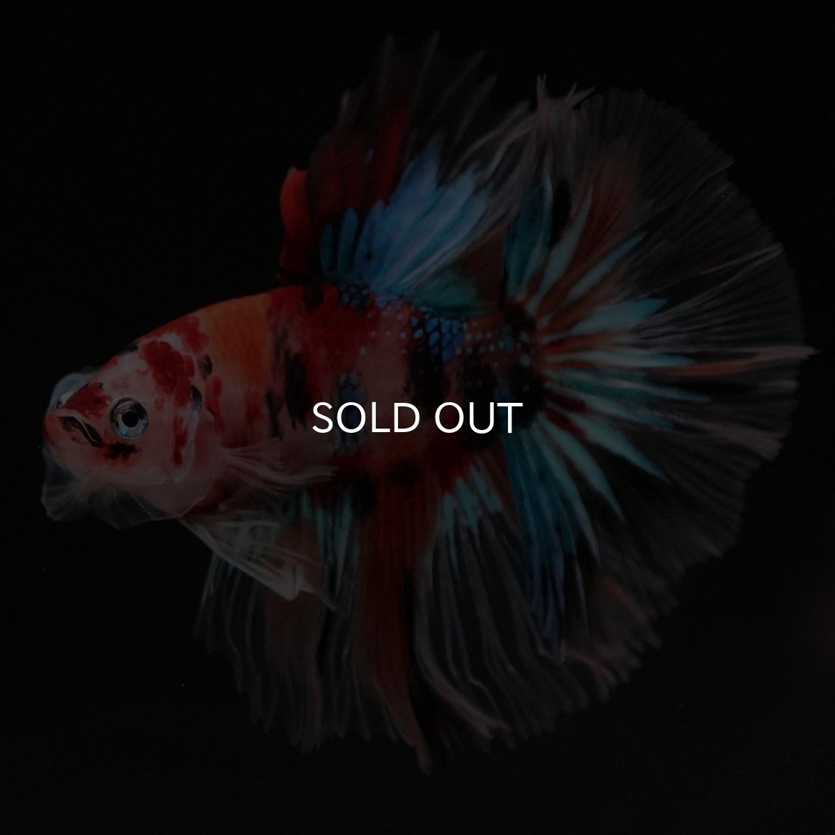 画像11: HM キャンディ セミショートボディ (11)