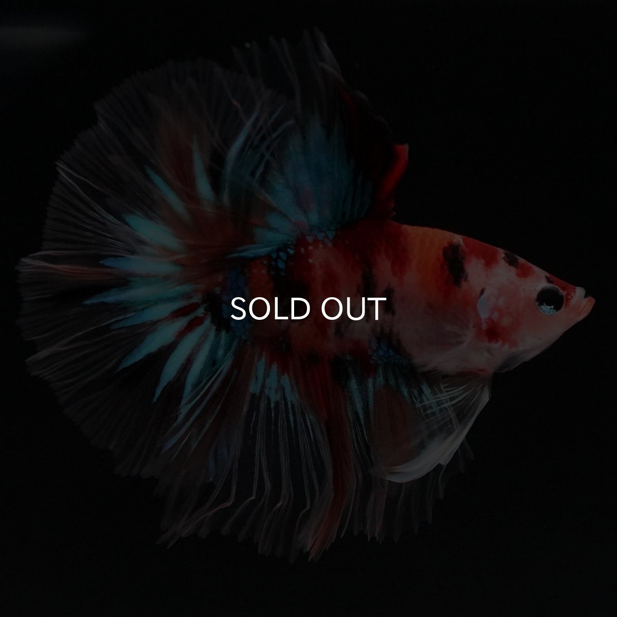 画像5: HM キャンディ セミショートボディ (5)