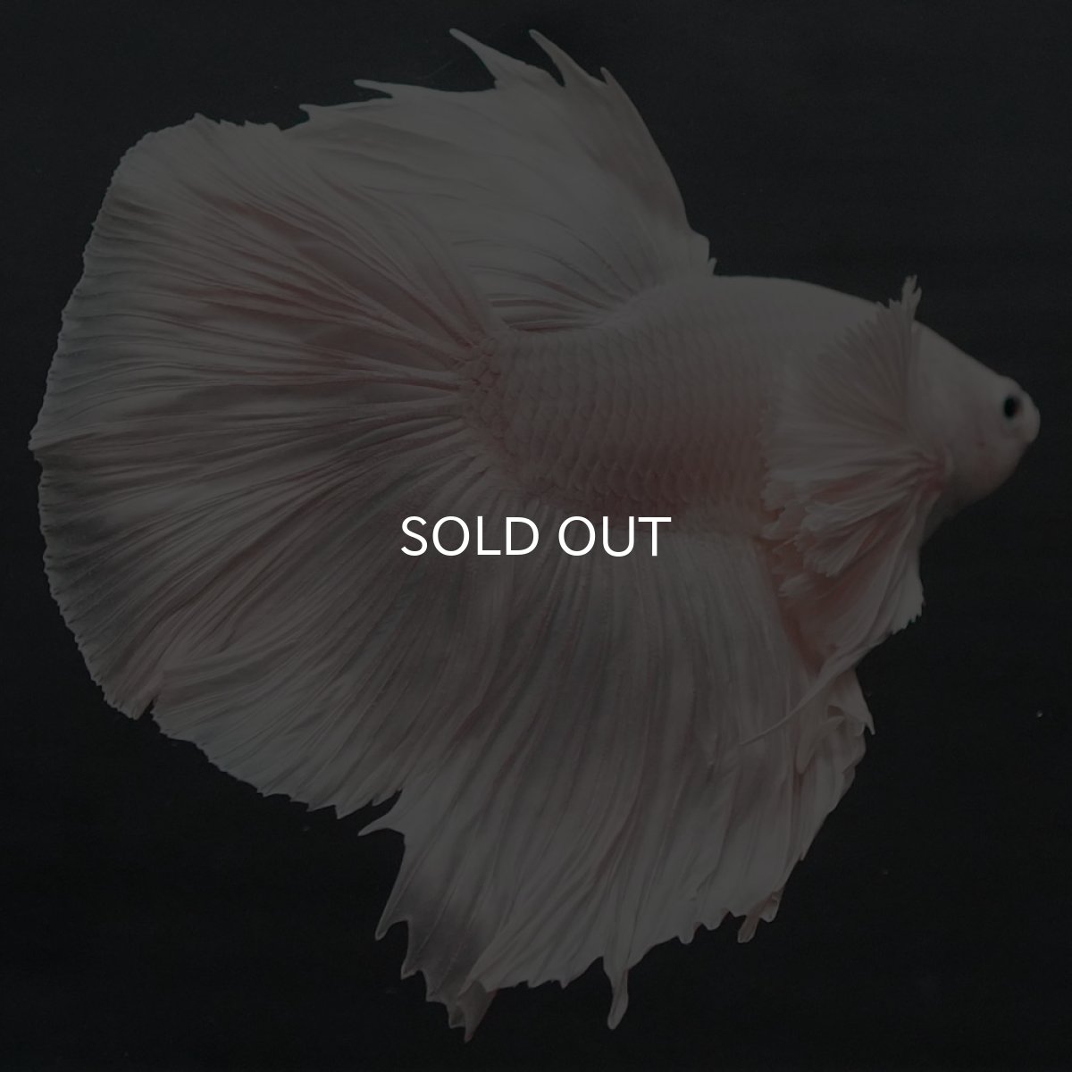 画像9: GHMダンボ　ホワイト (9)