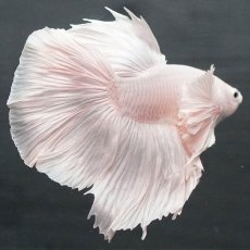 画像9: GHMダンボ　ホワイト (9)