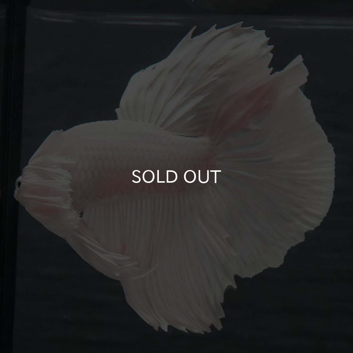 画像7: GHMダンボ　ホワイト (7)