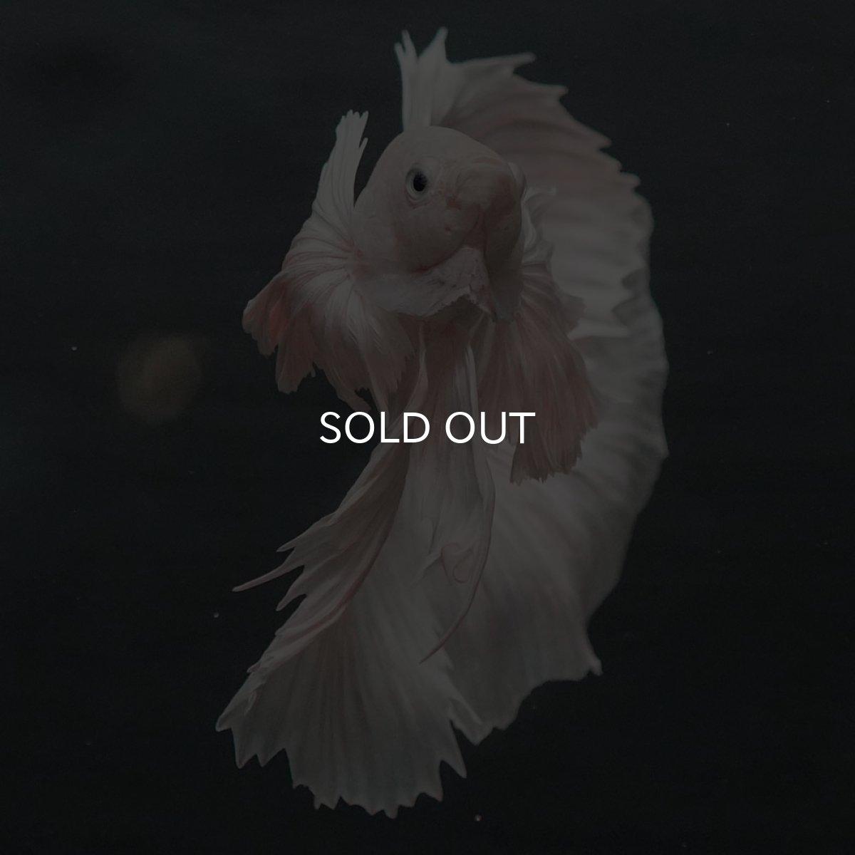 画像8: GHMダンボ　ホワイト (8)