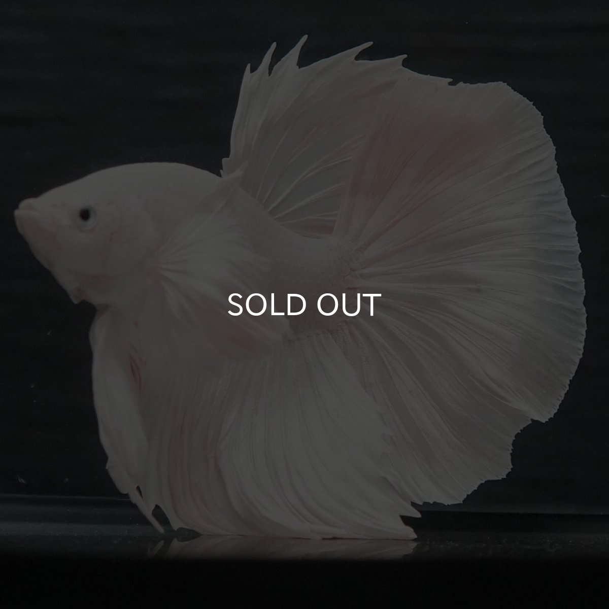 画像2: GHMダンボ　ホワイト (2)