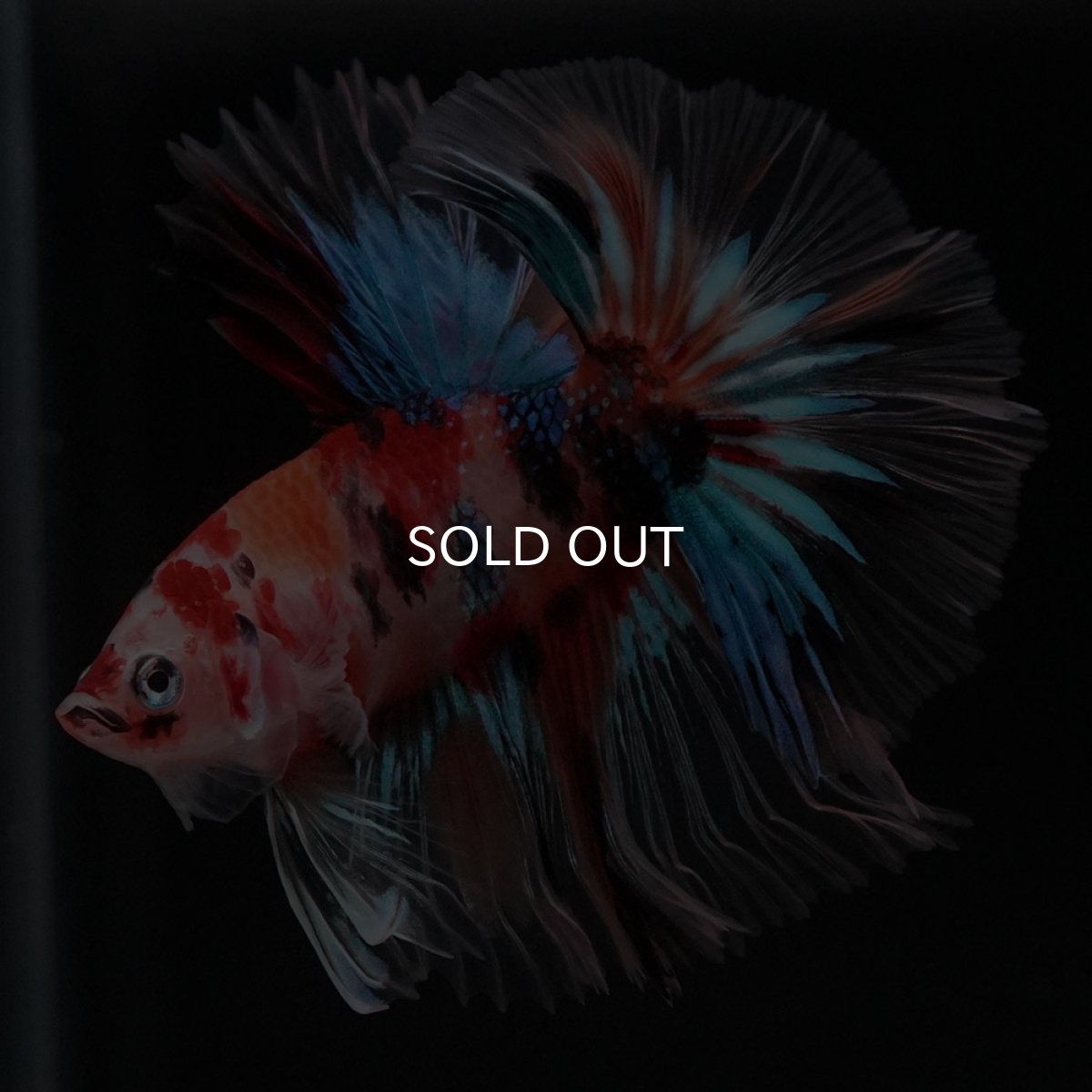 画像4: HM キャンディ セミショートボディ (4)