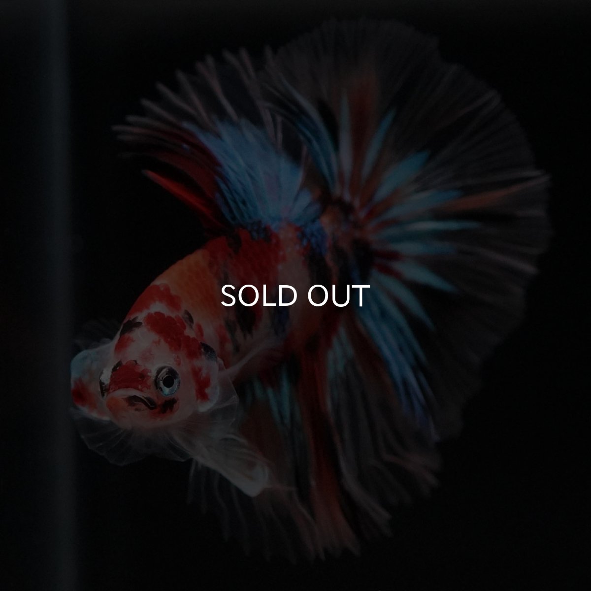 画像10: HM キャンディ セミショートボディ (10)