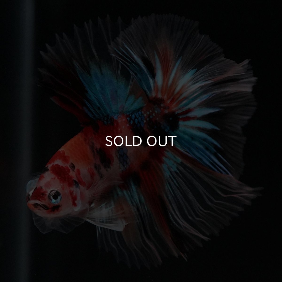 画像8: HM キャンディ セミショートボディ (8)