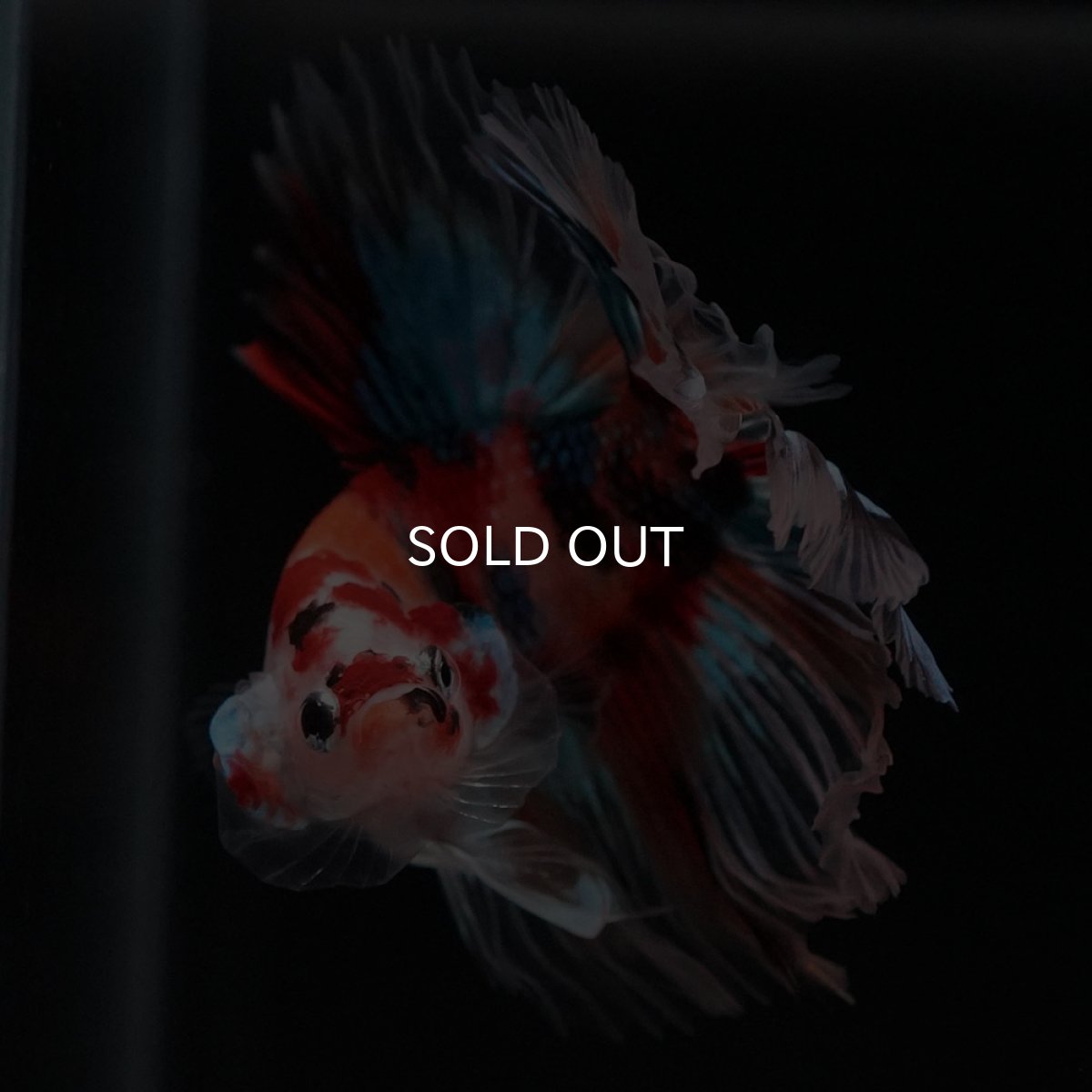 画像3: HM キャンディ セミショートボディ (3)