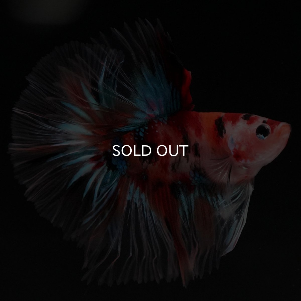 画像9: HM キャンディ セミショートボディ (9)