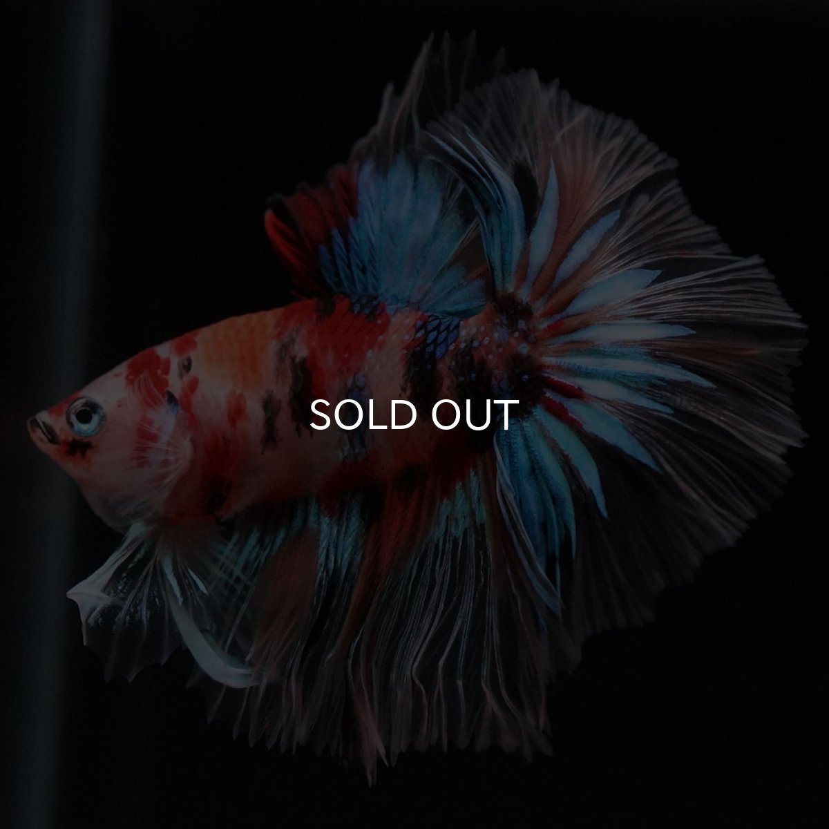 画像6: HM キャンディ セミショートボディ (6)