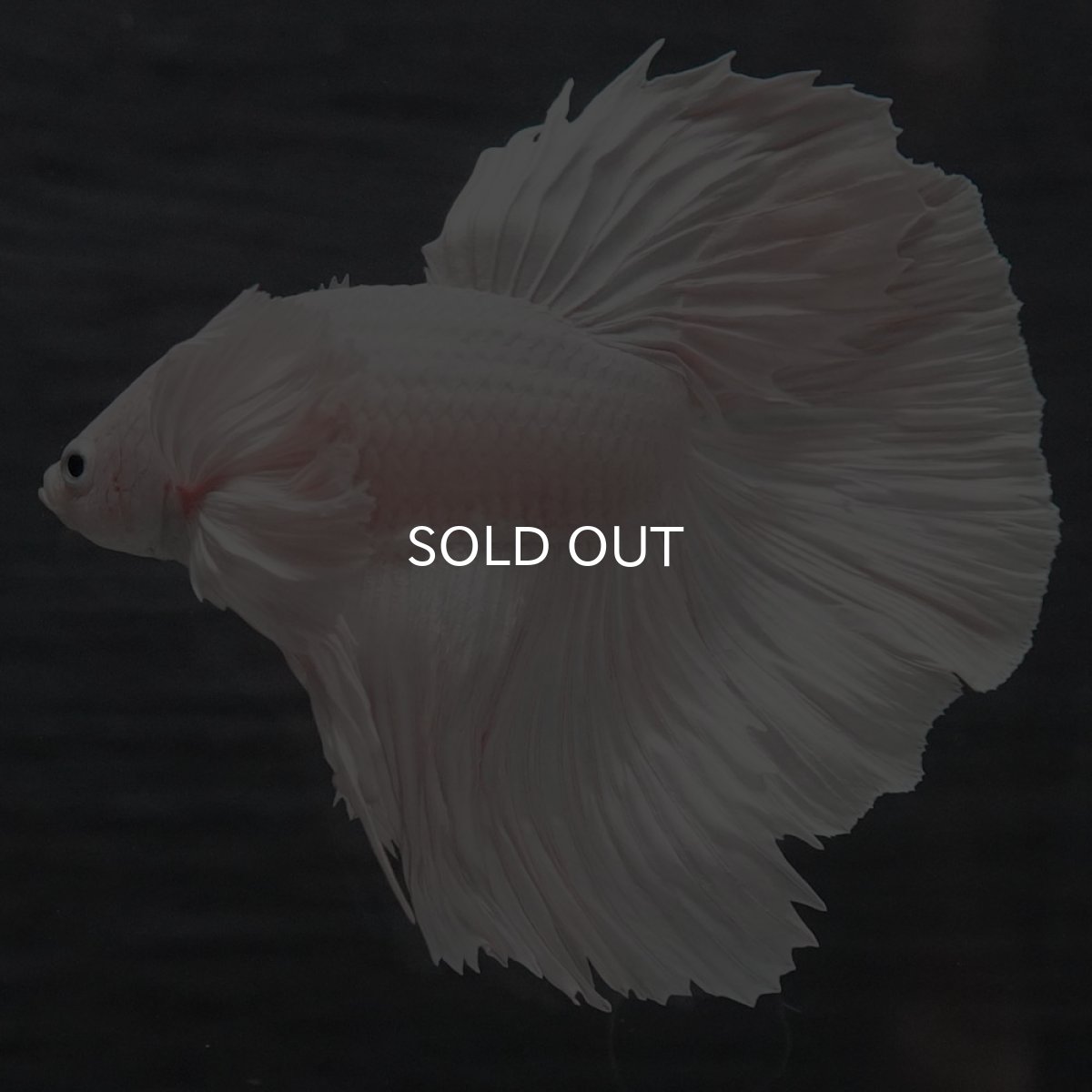 画像5: GHMダンボ　ホワイト (5)