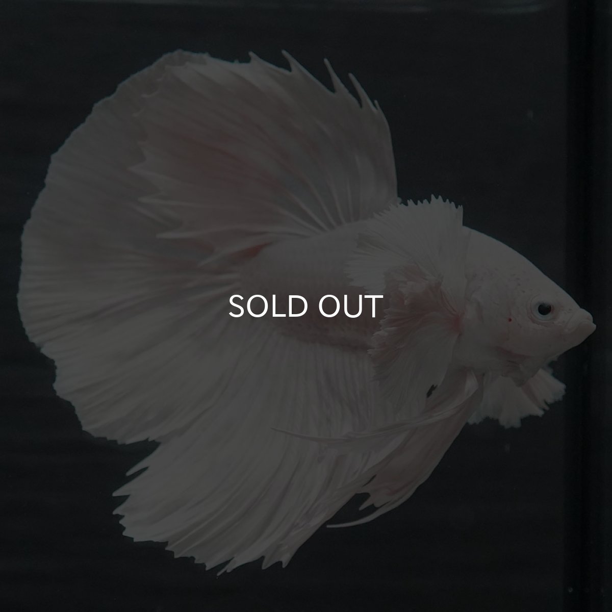 画像6: GHMダンボ　ホワイト (6)