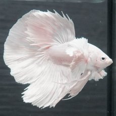 画像6: GHMダンボ　ホワイト (6)