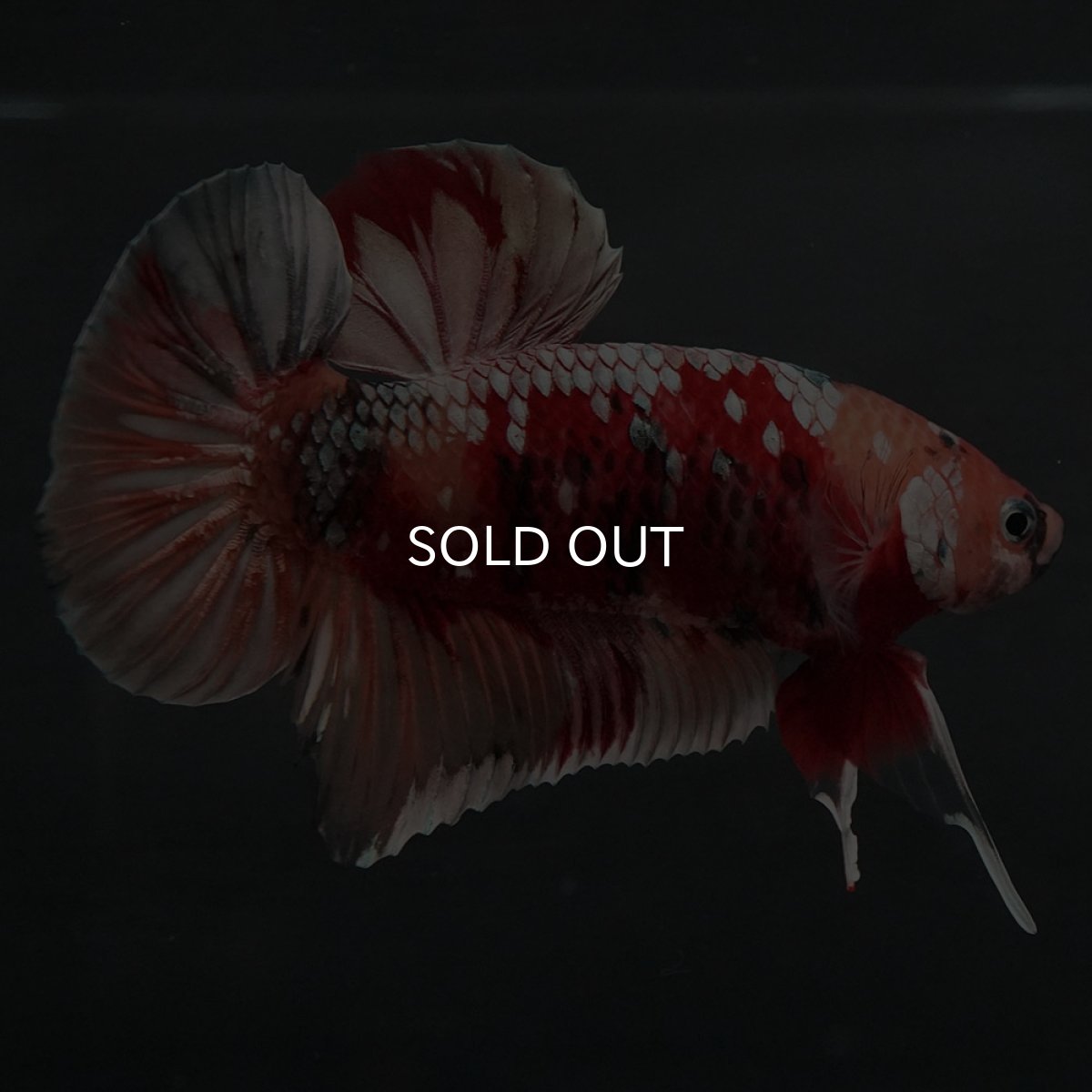 画像6: GHMPK キャンディカッパー (6)