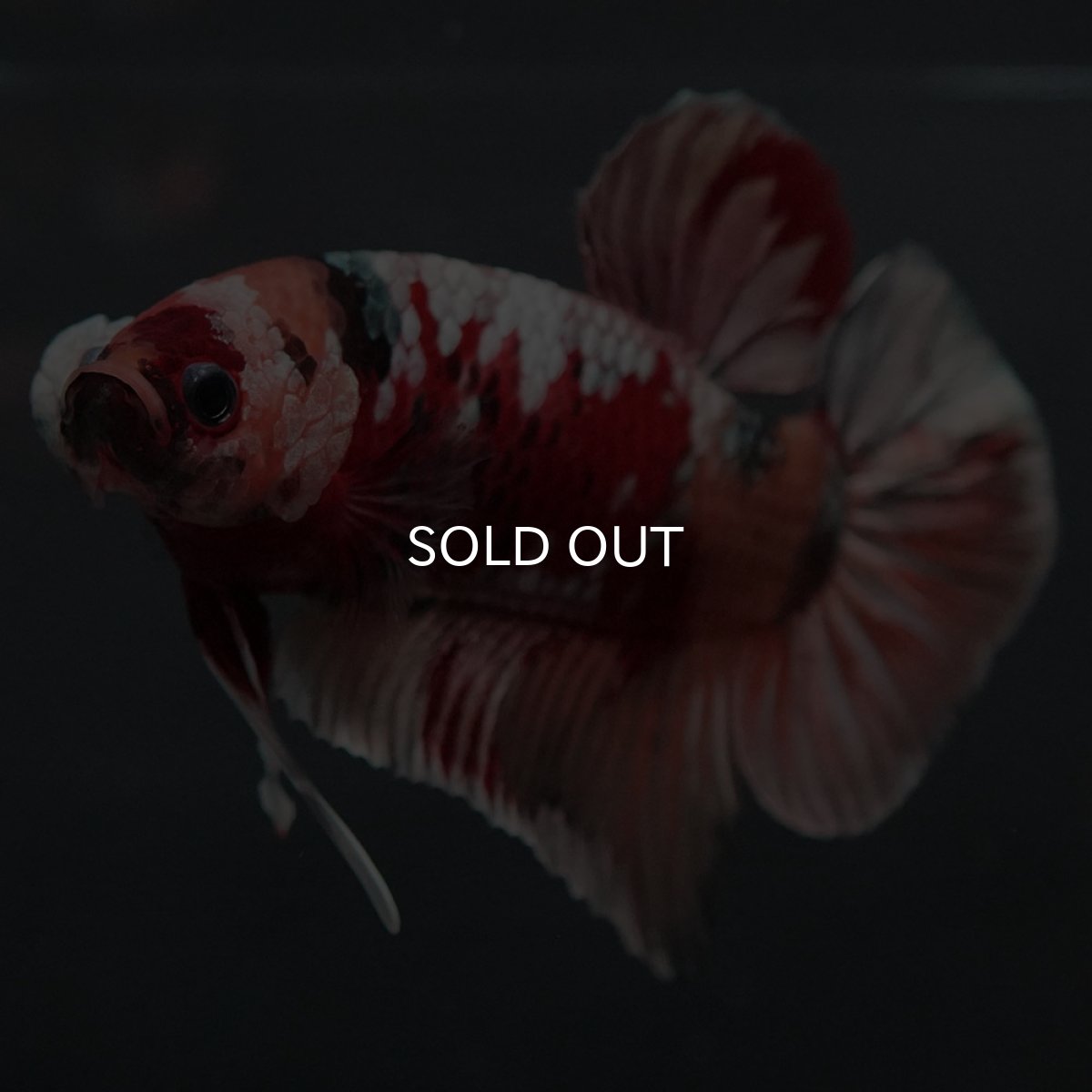 画像10: GHMPK キャンディカッパー (10)