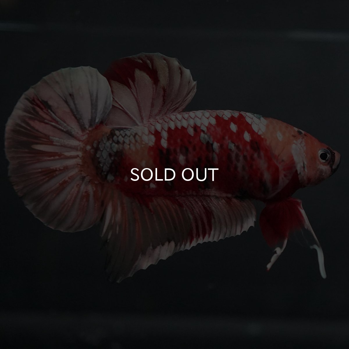 画像4: GHMPK キャンディカッパー (4)