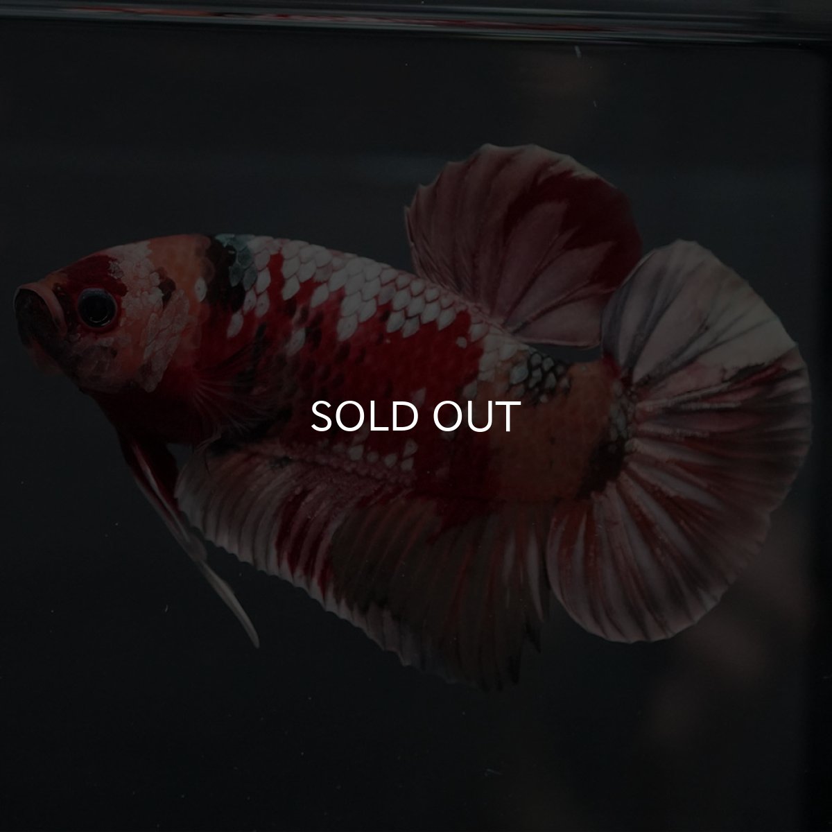 画像9: GHMPK キャンディカッパー (9)