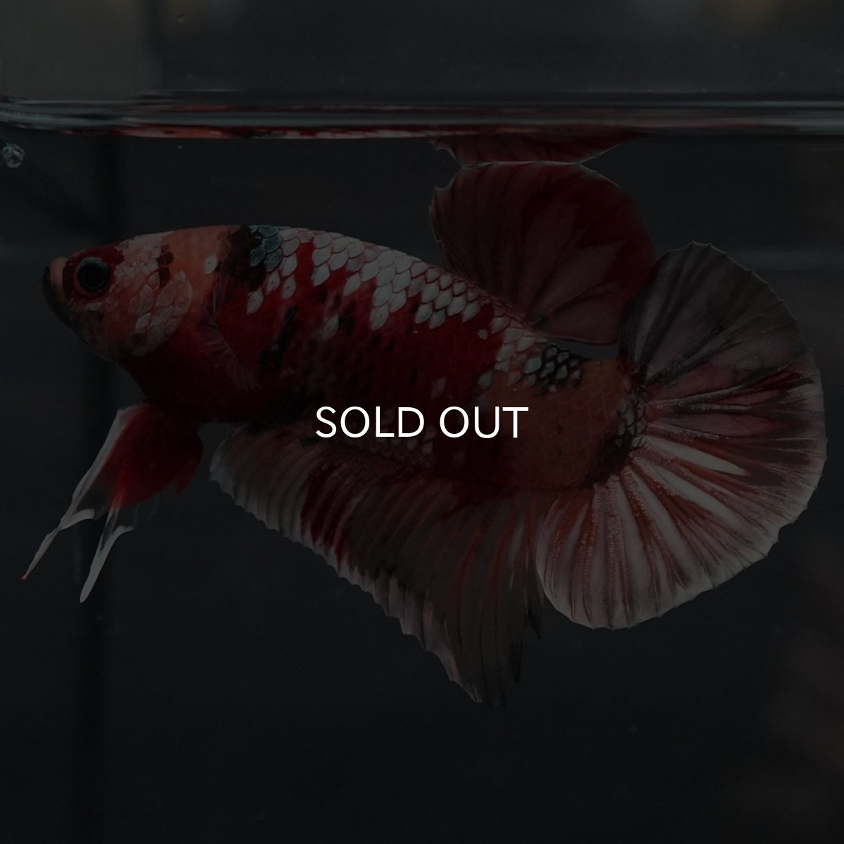 画像8: GHMPK キャンディカッパー (8)