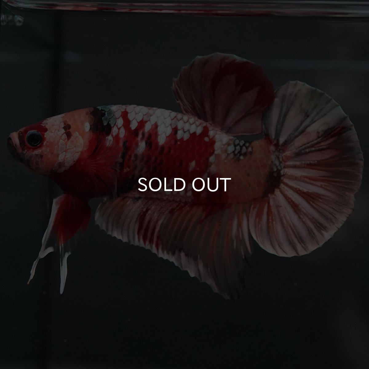 画像7: GHMPK キャンディカッパー (7)