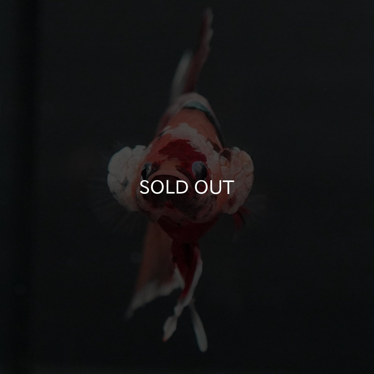 画像3: GHMPK キャンディカッパー (3)