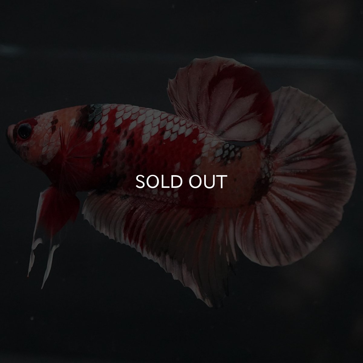 画像5: GHMPK キャンディカッパー (5)