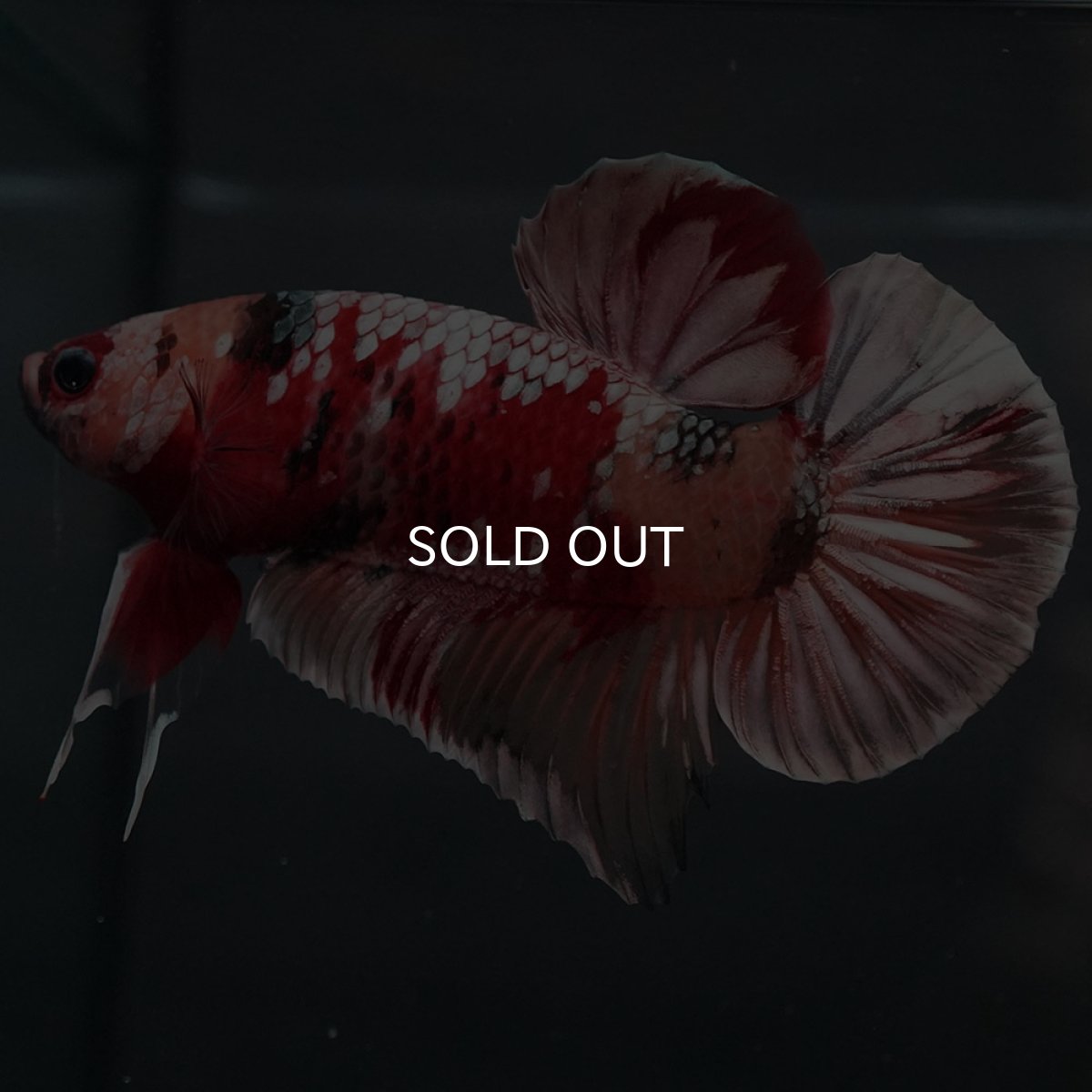 画像2: GHMPK キャンディカッパー (2)