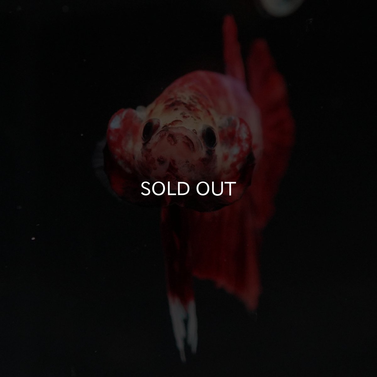 画像3: HMPK ニモ (3)