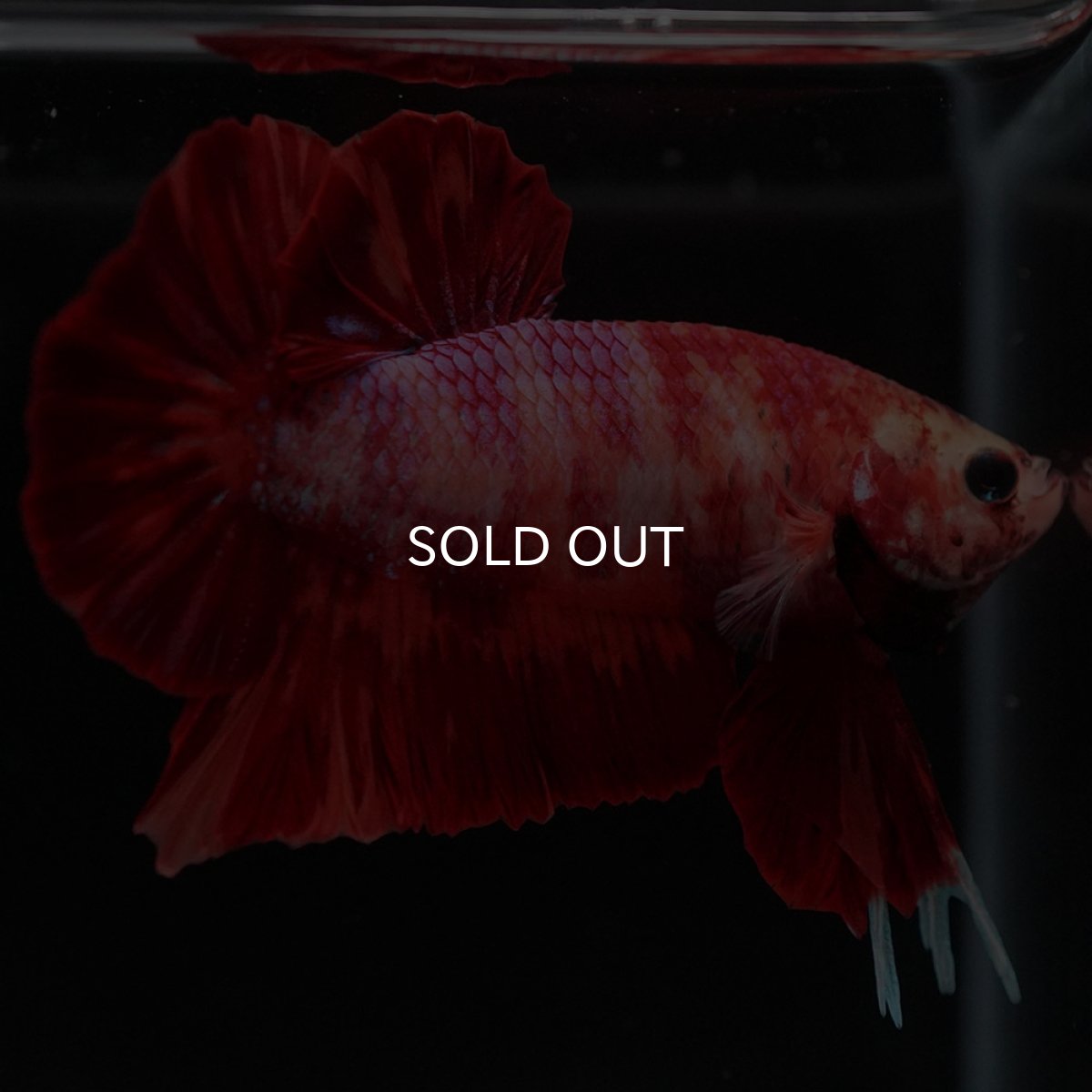 画像7: HMPK ニモ (7)