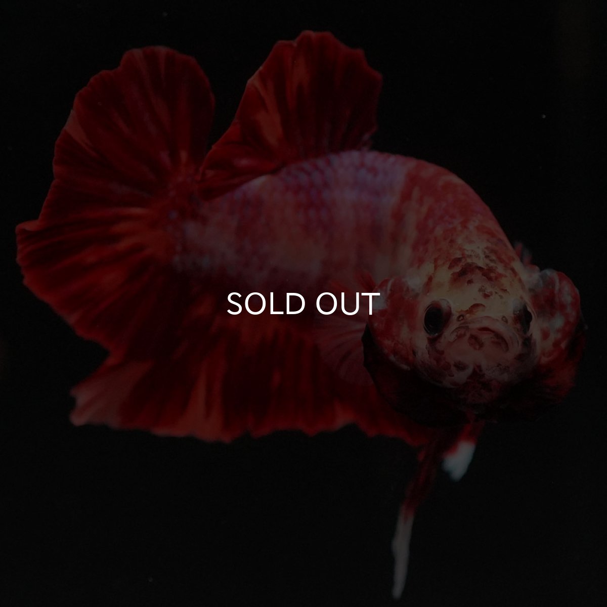 画像6: HMPK ニモ (6)