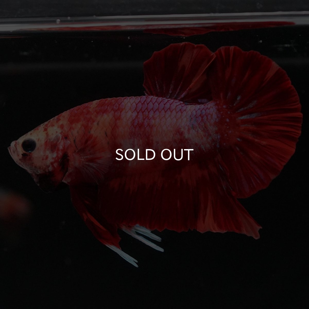 画像5: HMPK ニモ (5)