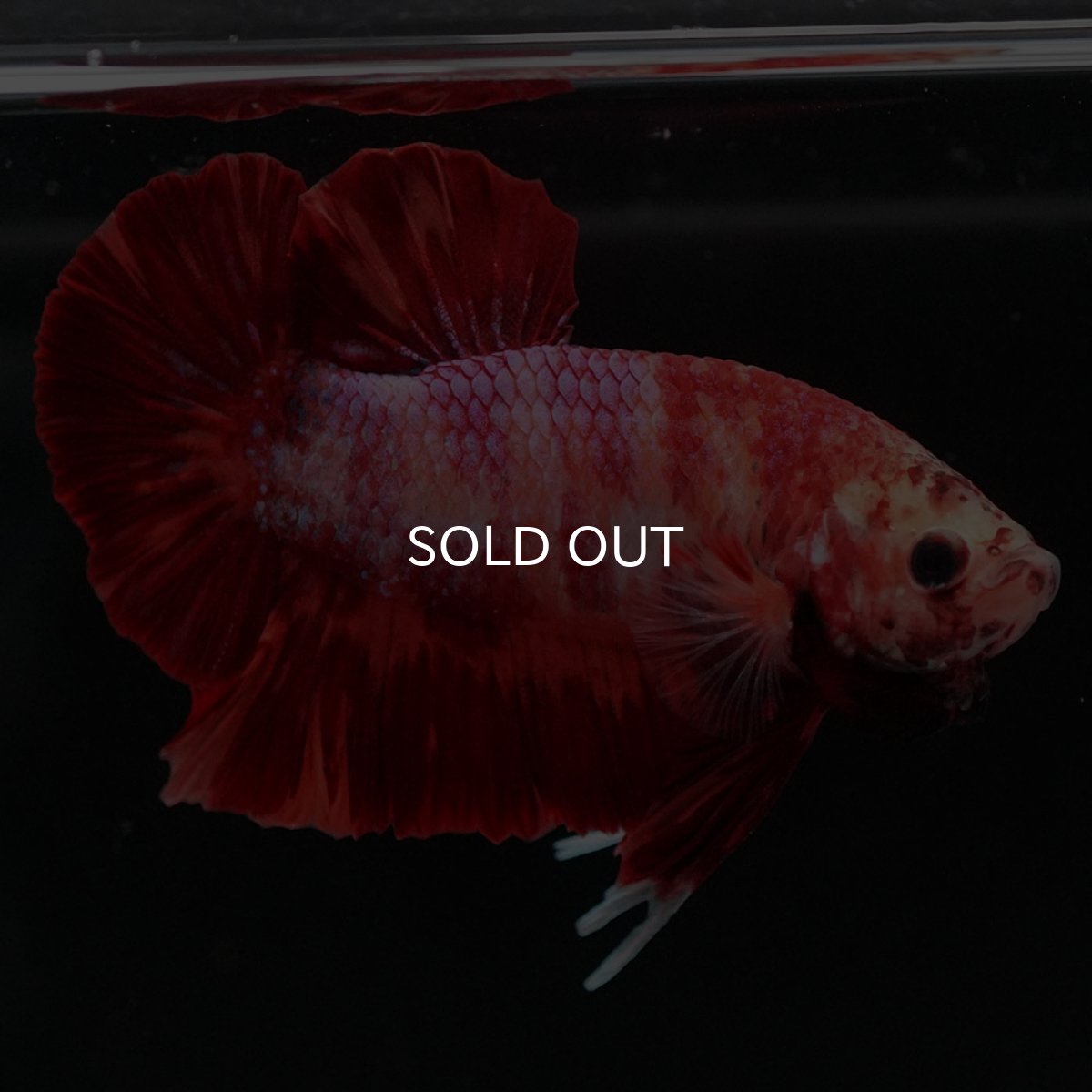 画像4: HMPK ニモ (4)