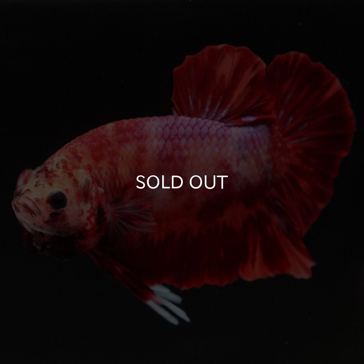 画像2: HMPK ニモ (2)